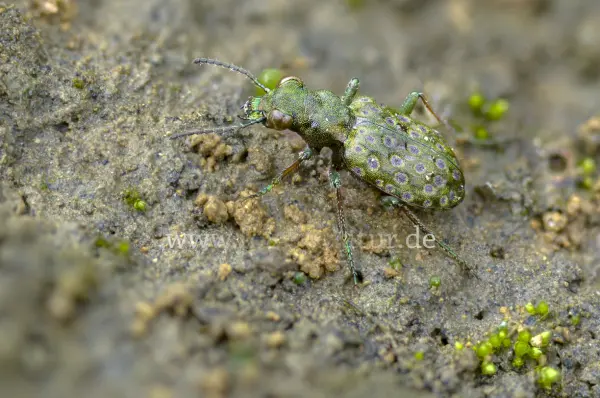 Fokus-Natur Bild