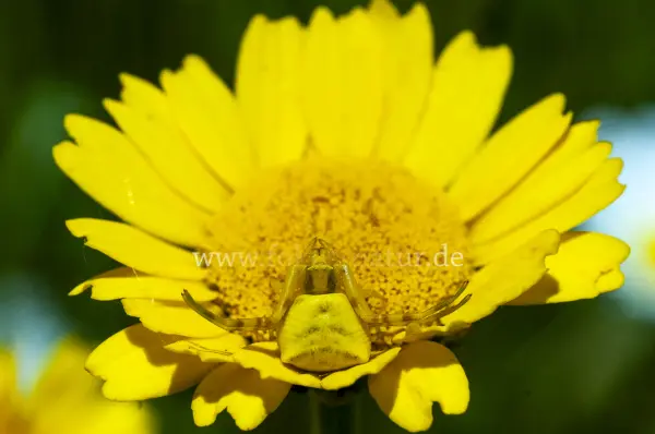 Fokus-Natur Bild