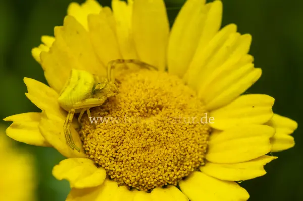 Fokus-Natur Bild