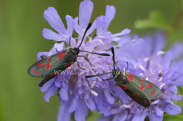 Fokus-Natur Bild