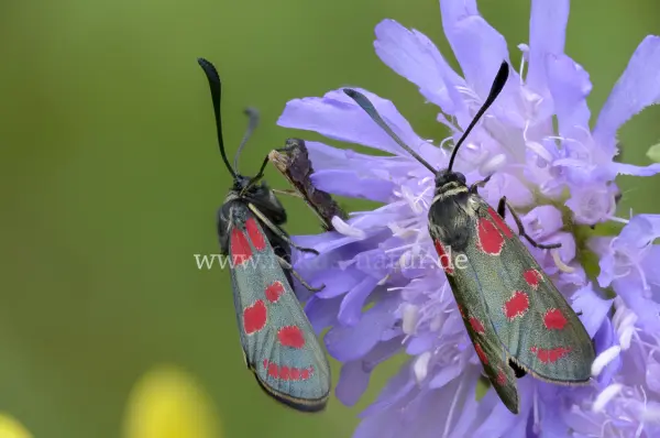Fokus-Natur Bild