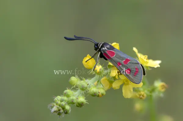 Fokus-Natur Bild
