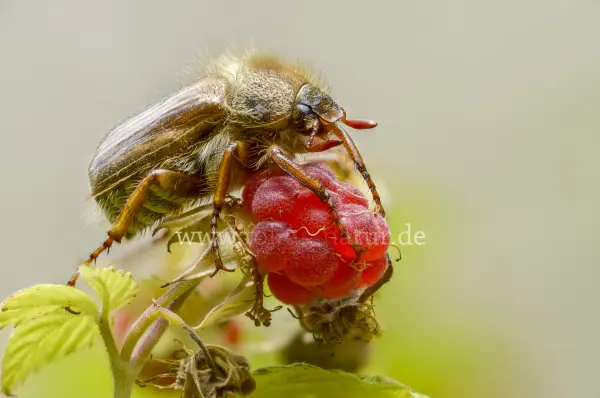 Fokus-Natur Bild