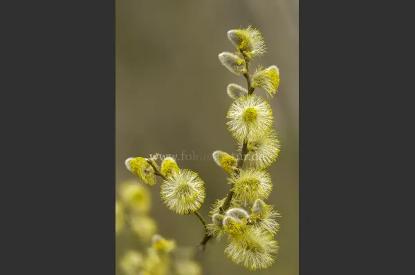 Fokus-Natur Bild