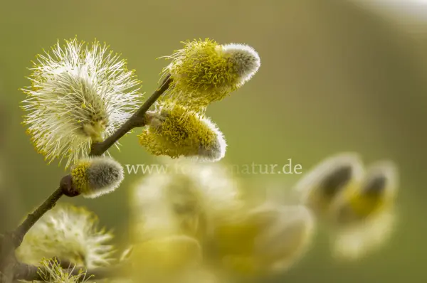 Fokus-Natur Bild