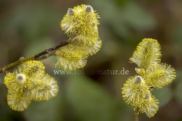 Fokus-Natur Bild