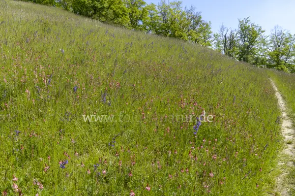 Fokus-Natur Bild