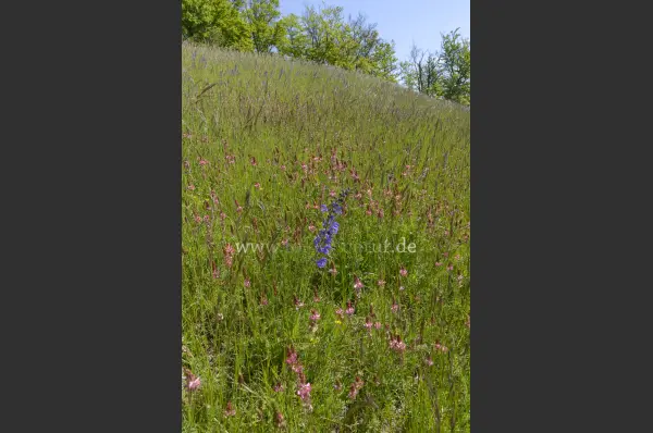 Fokus-Natur Bild