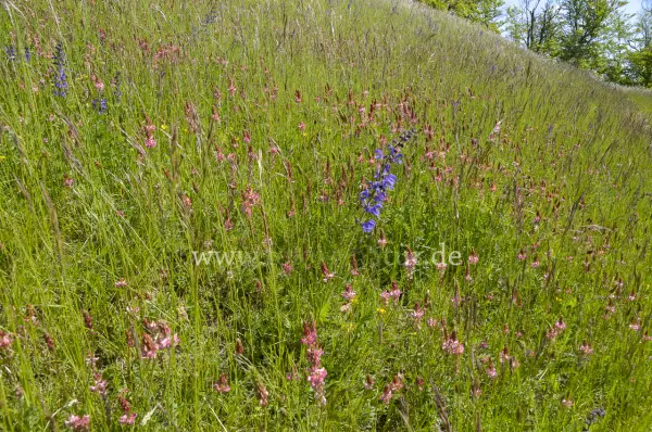 Fokus-Natur Bild