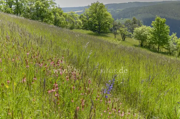 Fokus-Natur Bild