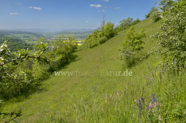 Fokus-Natur Bild