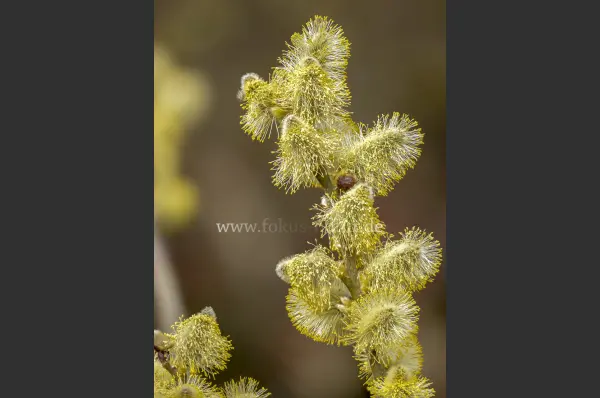 Fokus-Natur Bild