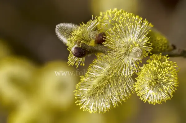 Fokus-Natur Bild
