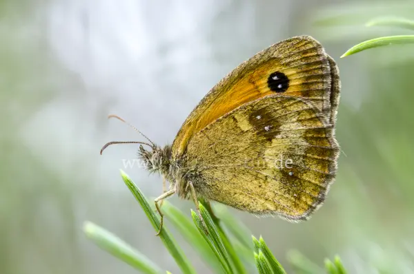 Fokus-Natur Bild