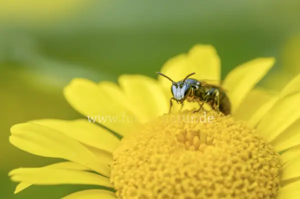 Fokus-Natur Bild