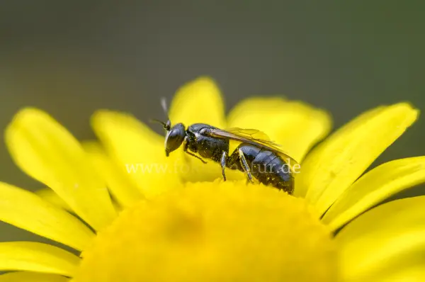 Fokus-Natur Bild