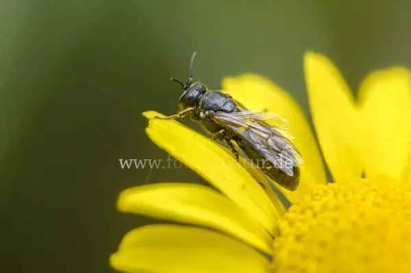 Fokus-Natur Bild