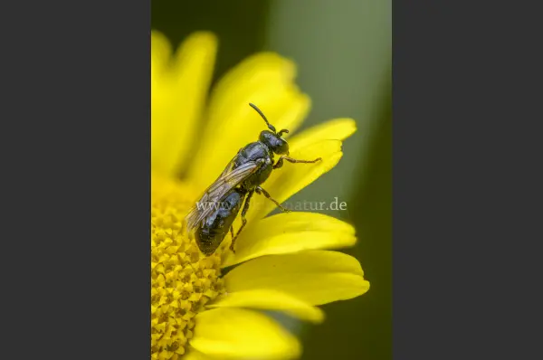 Fokus-Natur Bild