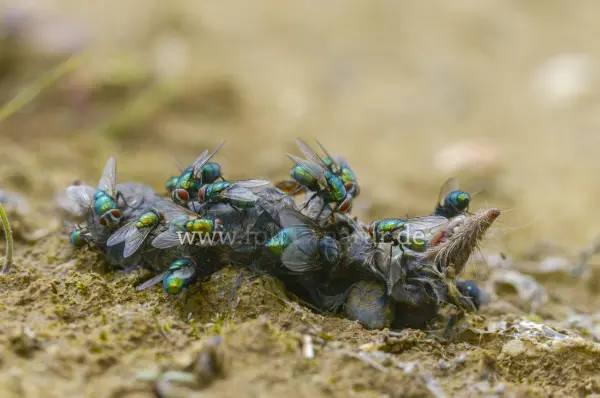 Fokus-Natur Bild