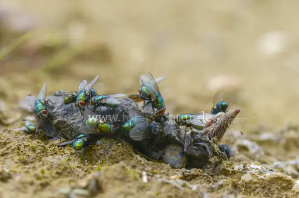 Fokus-Natur Bild