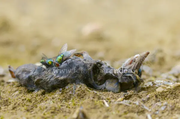 Fokus-Natur Bild