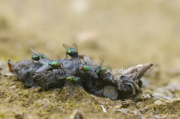 Fokus-Natur Bild