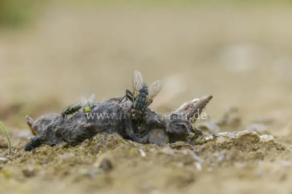 Fokus-Natur Bild