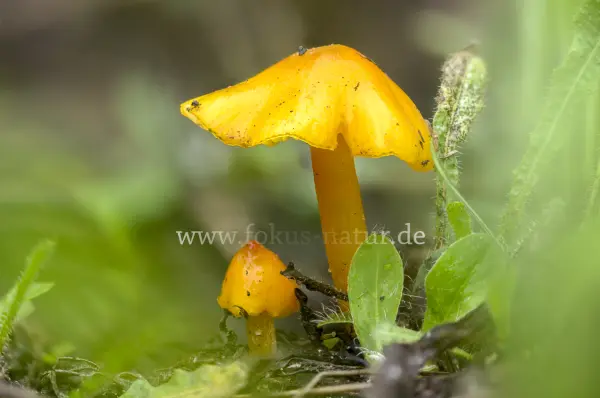 Fokus-Natur Bild