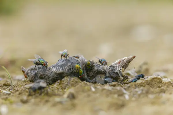 Fokus-Natur Bild