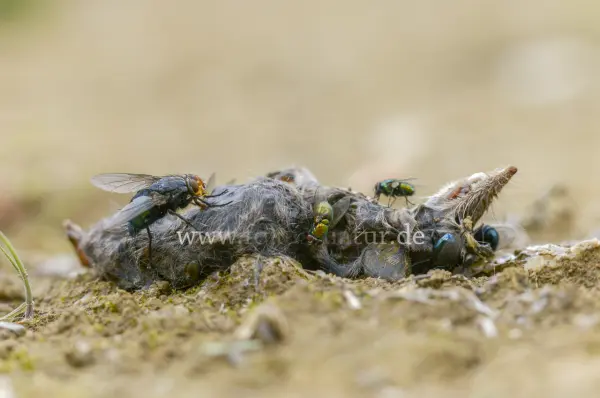 Fokus-Natur Bild