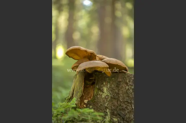 Fokus-Natur Bild