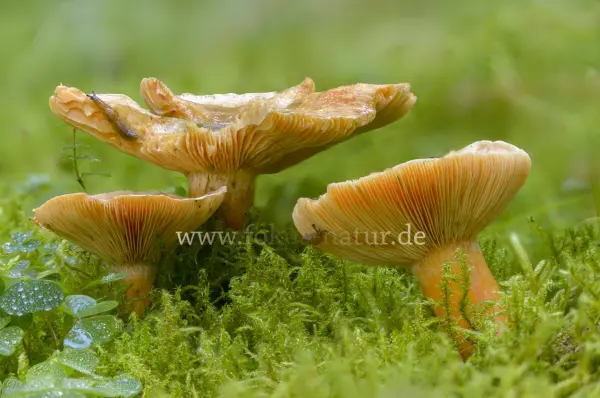 Fokus-Natur Bild