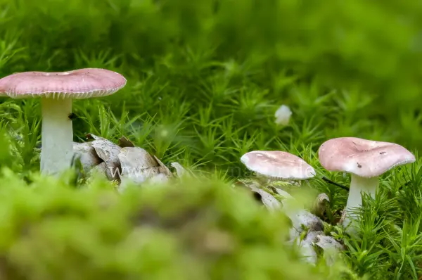 Fokus-Natur Bild