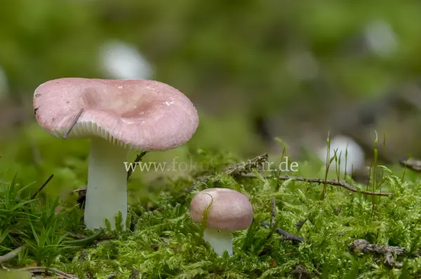 Fokus-Natur Bild