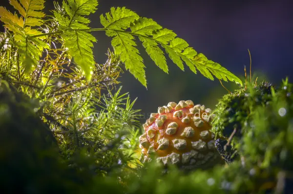 Fokus-Natur Bild