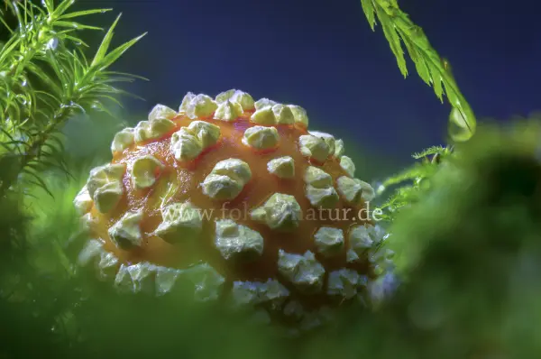 Fokus-Natur Bild