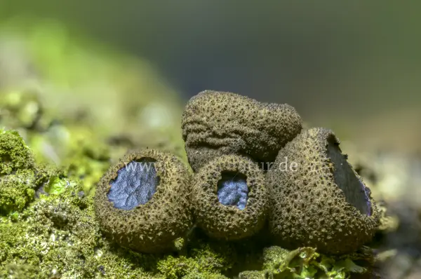 Fokus-Natur Bild