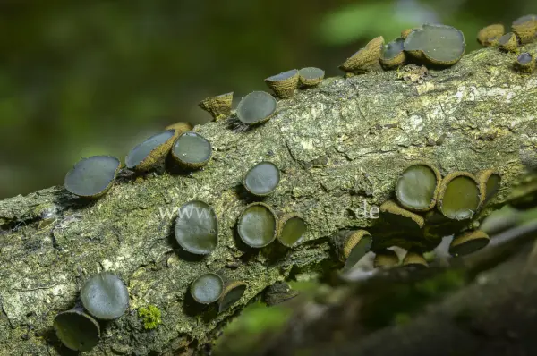 Fokus-Natur Bild