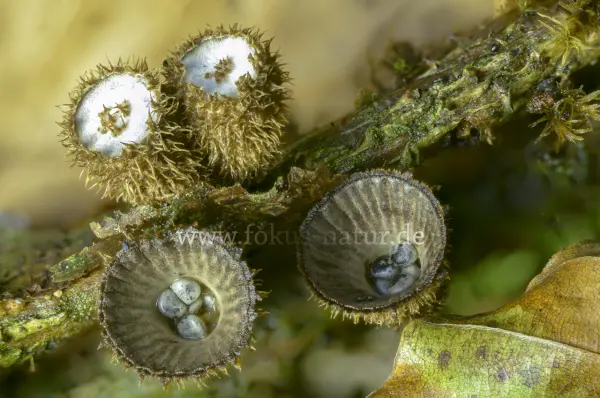 Fokus-Natur Bild