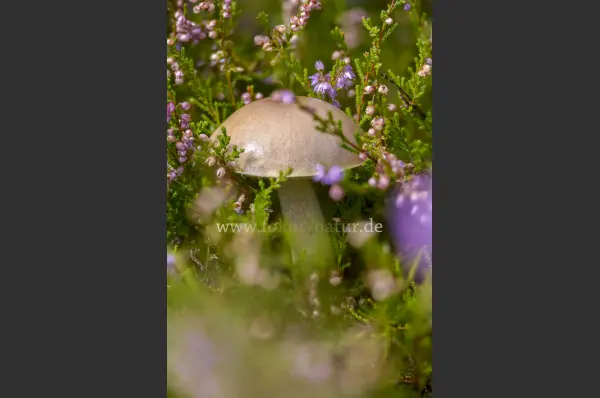 Fokus-Natur Bild