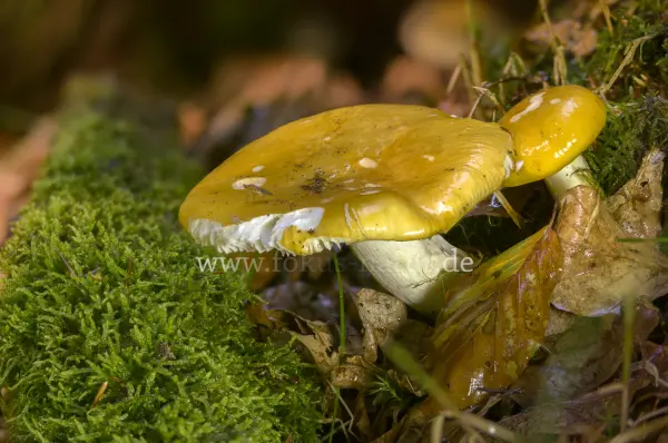 Fokus-Natur Bild