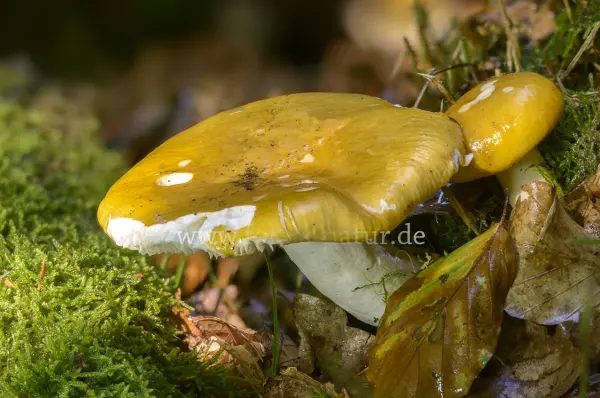 Fokus-Natur Bild