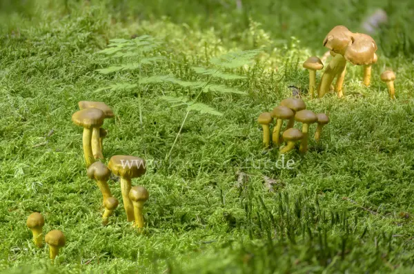 Fokus-Natur Bild