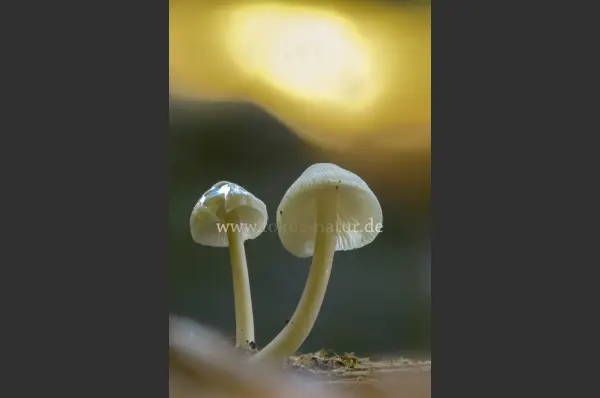 Fokus-Natur Bild