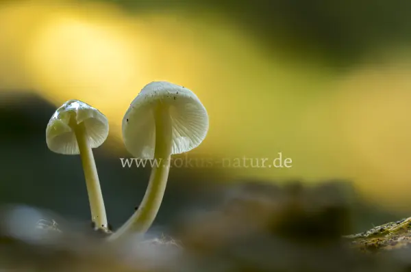 Fokus-Natur Bild