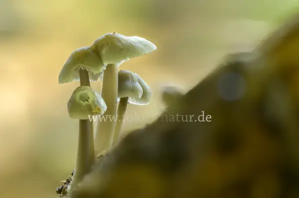 Fokus-Natur Bild