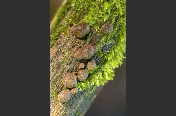 Fokus-Natur Bild