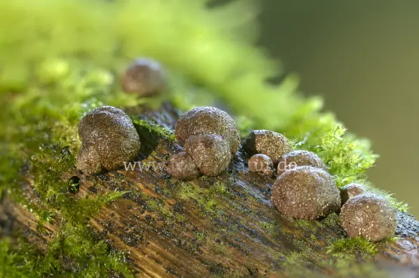 Fokus-Natur Bild