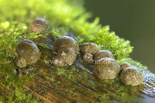 Fokus-Natur Bild