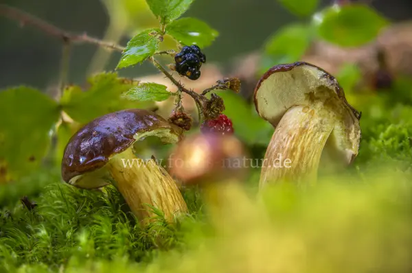 Fokus-Natur Bild